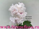 DS-Ruffled Delight, 2625