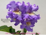 Lavender, 7243 (�. ����������) NEW 2015